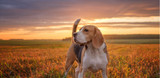 Breed Spotlight: Beagle