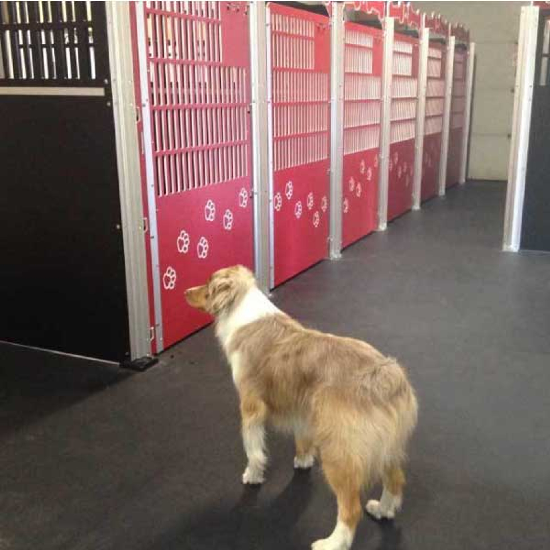 A box to put dogs in... Gator Kennels Custom Dog Kennels