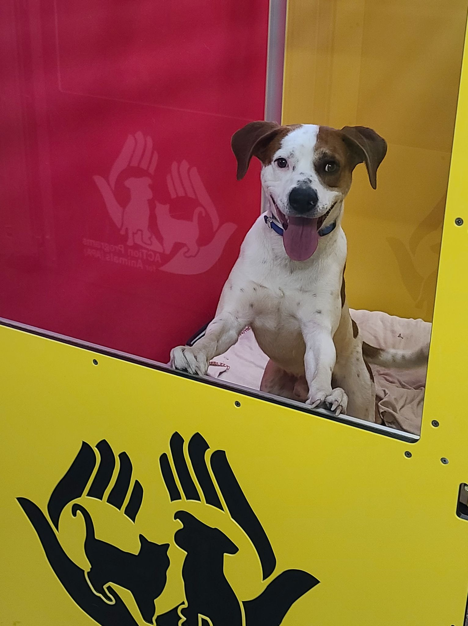 Kennel Ideas: Multi-colored Dog Kennels | ACTion Programs for Animals ...