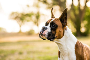 Breed Spotlight: The Boxer 