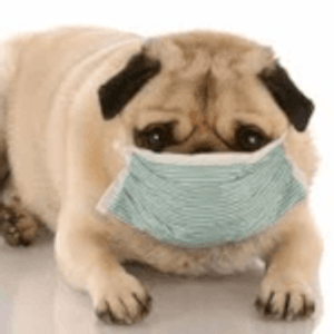Common Kennel Diseases