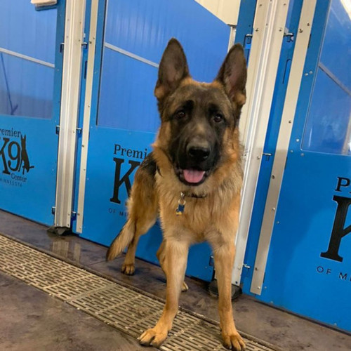 shepherd ark kennels