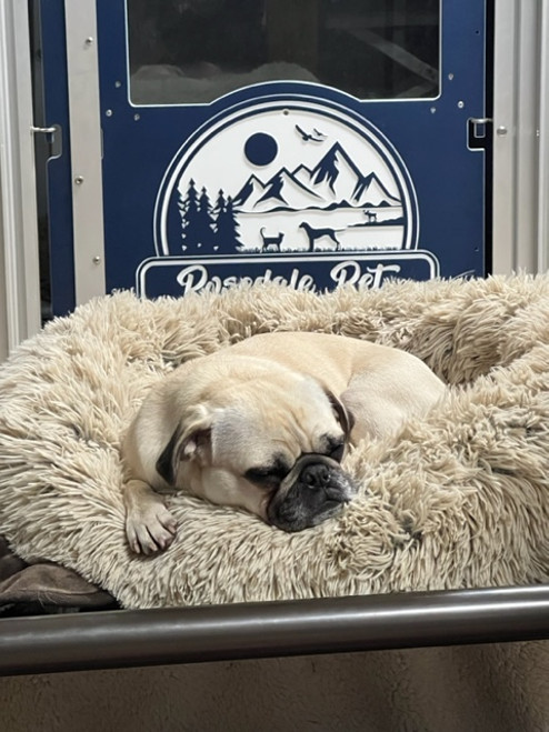 Rosedale Pet Resort Custom Gator Kennels in Navy Blue with a Special Guest