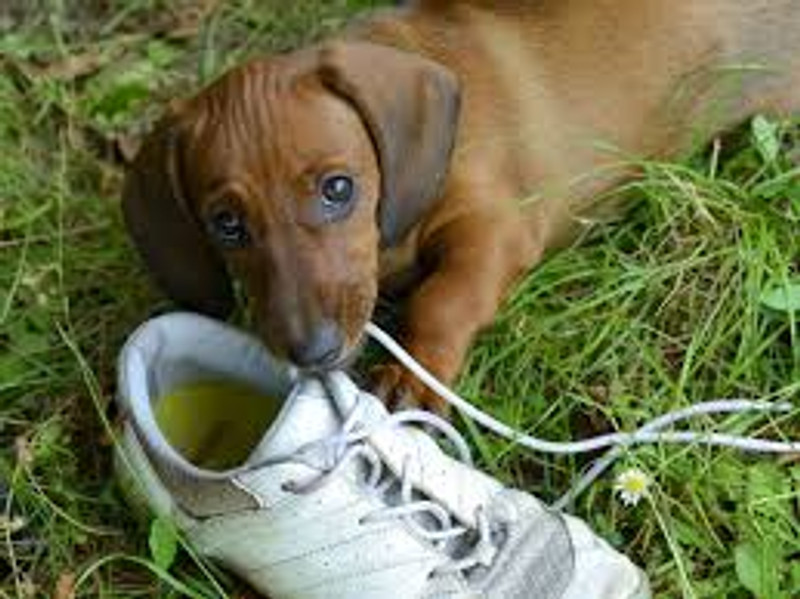 Dog Behavior 101: Chewing
