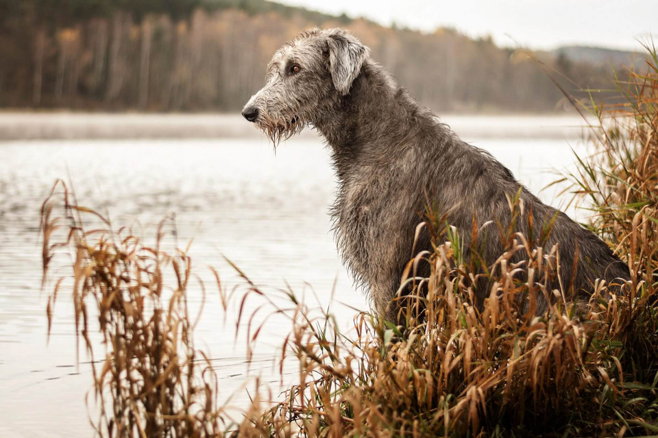 Breed Spotlight Irish Wolfhound Gator Kennels Custom Dog Kennels