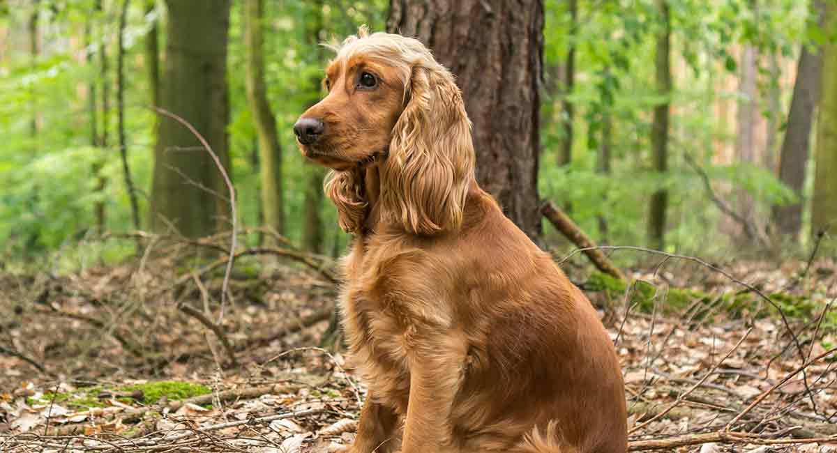 Cocker Spaniel Lifespan Long 