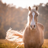 Caring for your horse during summer