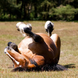 Colic in horses