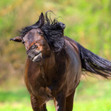 Does my horse have an allergy?