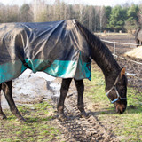 How To Look After Your Horse’s Rug