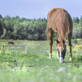 Identifying poisonous plants to horses