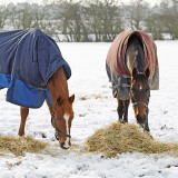 Feeding your horse over winter