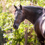 Sustainability in the Equestrian Industry