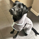 Review of the Henry Wag Drying Coat