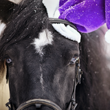 Equestrian Christmas Day top tips