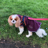 Review of WeatherBeeta Comfitec Fleece Zip Dog Coat 