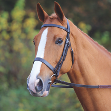 Velociti GARA Plain Bridle - Black
