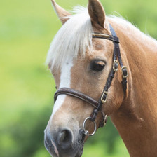 Velociti GARA Clincher Inhand Bridle in Havana - lifestyle
