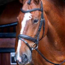 Velociti RAPIDA Dressage Bridle with Flash - Black