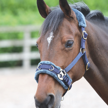 Shires Fleece Lined Lunge Cavesson - Navy