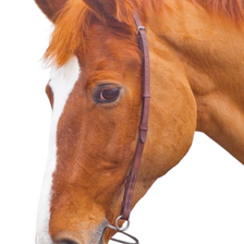 Velociti GARA Chifney Bit Strap - Havana