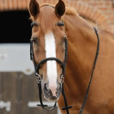 Premier Equine Caloveto Web Reins in Black - Lifestyle