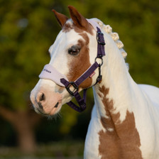 LeMieux Mini Vogue Headcollar and Leadrope - Juniper