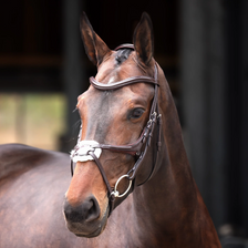 Velociti Lusso Elite Grackle Bridle in Havana