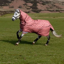LeMieux Arika Star Turnout Rug 0g in Spiced Earth - Lifestyle