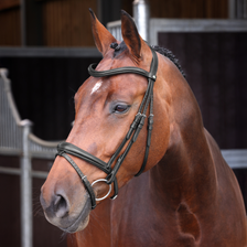 Velociti LUSSO Elite Padded Raised Flash Bridle in Black