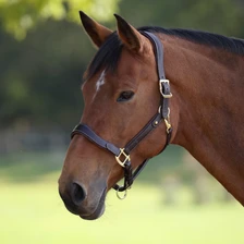 Velociti LUSSO Lorca Leather Headcollar in Havana