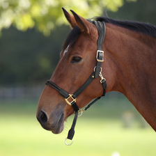 Velociti LUSSO Soria Control Leather Headcollar in Black