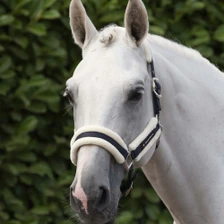 Premir Equine Techno Wool Head Collar With Matching Lead Rope in Navy