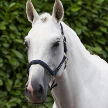 Premier Equine Plain Padded Head Collar With Matching Lead Rope - Navy - Lifestyle