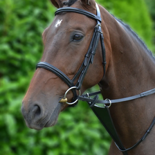 Hy Bib Martingale in Black