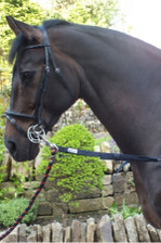 Whitaker Elasticated Side Reins