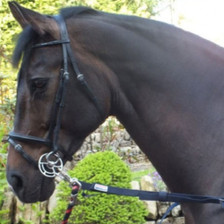 Whitaker Elasticated Side Reins