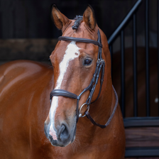 RAPIDA Rolled Padded Cavesson Bridle in Havana