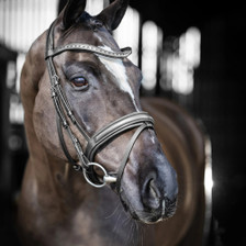 LeMieux Arika Dressage Bridle - Black - Lifestyle