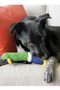 KONG Shakers Honkers Dog Toy - lifestyle