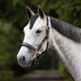 Velociti GARA Leather Travel Headcollar - Havana