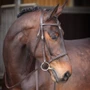 Velociti GARA Raised Cavesson Bridle - Havana