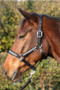 Hy Equestrian Sparkling Headcollar and Leadrope Set in Black - lifestyle