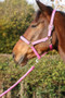 Hy Equestrian Sparkling Headcollar and Leadrope Set in Pink - lifestyle