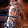 Velociti RAPIDA Dressage Bridle with Flash - Black