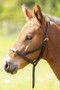 Velociti GARA Leather Foal Slip - Foal - Havana