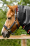 Premier Equine Buster Turnout Rug 100g with Neck Cover - Black - 2202 -  Neck