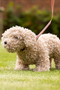 LeMieux Toy Dog Lead & Collar - Pink Quartz - Lifestyle