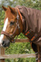 Premier Equine Titan Turnout Rug with Snug-Fit Neck Cover 300g in Brown - neck cover