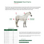 Horseware Amigo Ripstop Insulator Stable Rug 100g - Size Guide